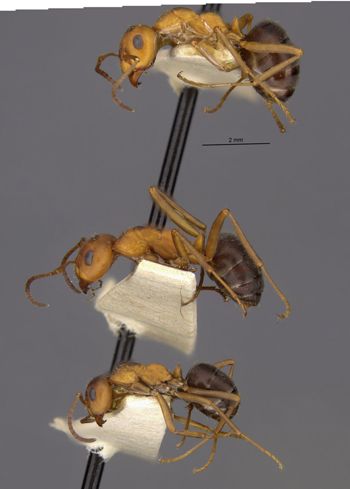 Media type: image;   Entomology 9210 Aspect: halb